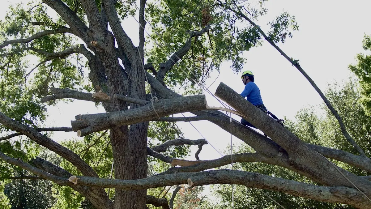 Professional Crown Thinning performed by certified arborists in New Edinburg