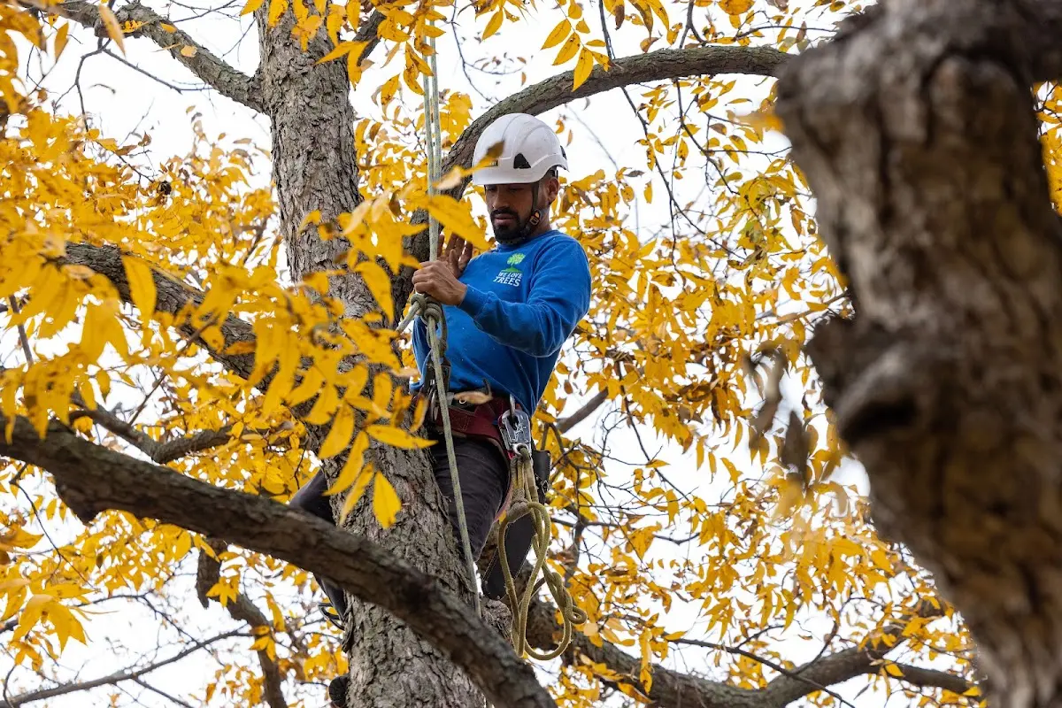 Skilled Tree Pruning crew working in New Edinburg
