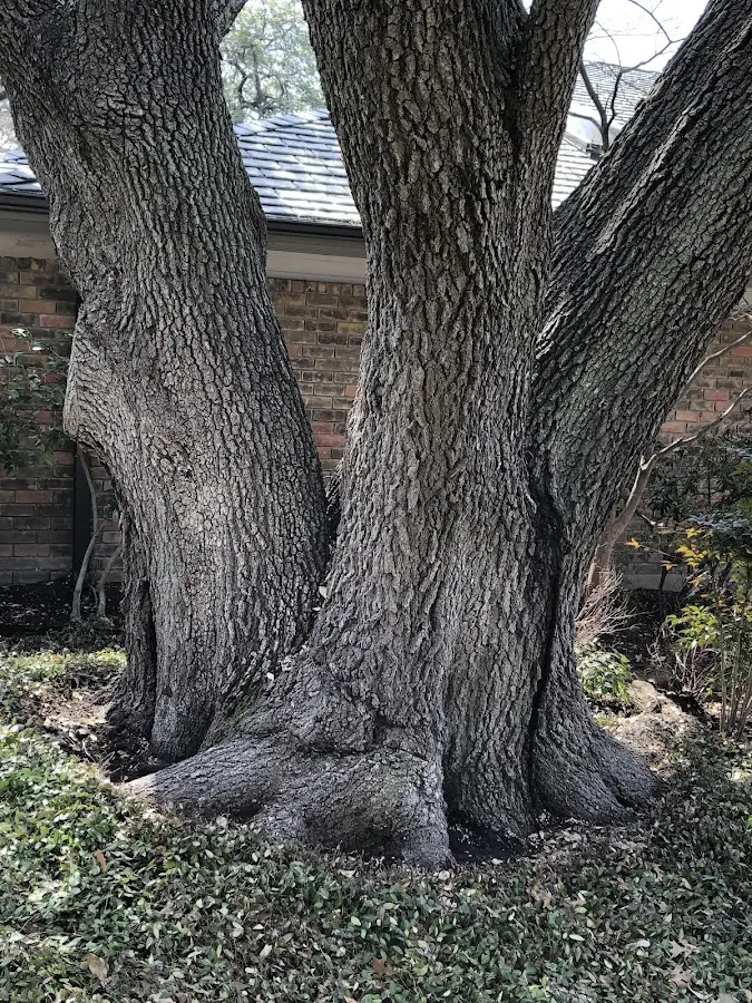 Mature heritage tree close to a New Edinburg property cared for by certified arborists